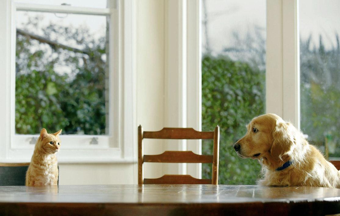 Enhance Your Pet-Friendly Stays with Healthy Treats